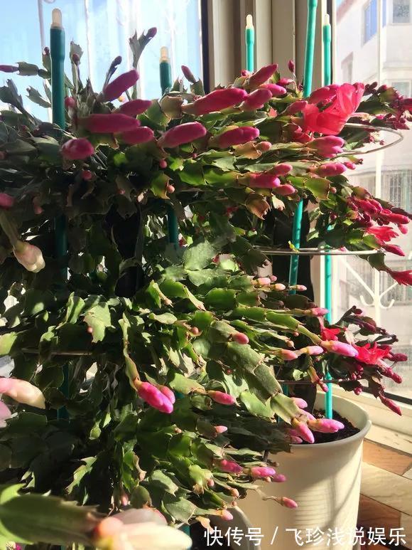 养花技巧:6种花须用小盆“挤着养”,控水好、长得旺!