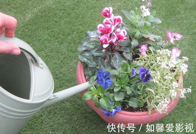 浇水|养花不会浇水，家里再多花也会被糟蹋，新手盆栽浇水指南