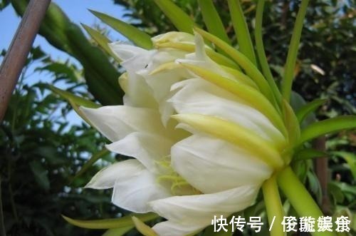 失眠|女性不想老太快,每天吃一点此菜,皱纹大肚子消失了,失眠也好了