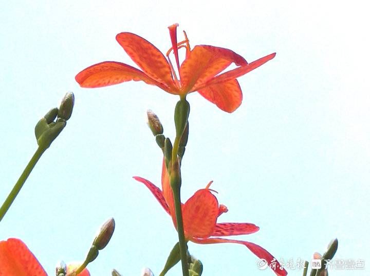 高军|这妖艳美丽的花朵名叫凤翼，入中药清热解毒