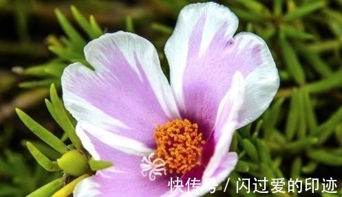 此款植物,一年多次开花,花期超半年,花多易爆盆,优雅多态