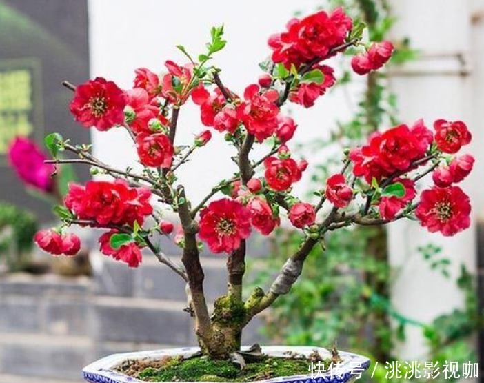 金弹子树|“4种花”旺宅、招财好兆头,寓意好又好养,招财进宝、添福添贵