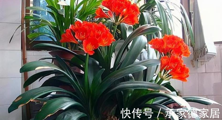 秋天给君子兰浇水,掌握一个技巧,不黄叶不烂根,长得壮开花美