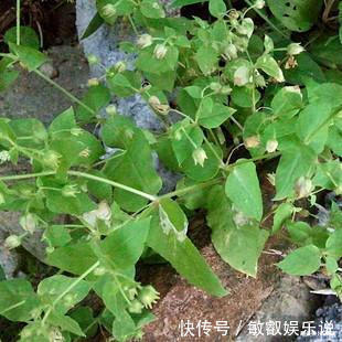 农民见了连根拔,殊不知是价值珍贵的“和尚菜”,有乌发作用