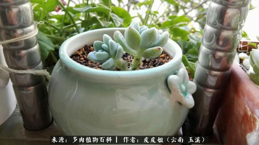 秋黄|柴米油盐的日子,养几盆多肉吧,为生活添几抹色彩!
