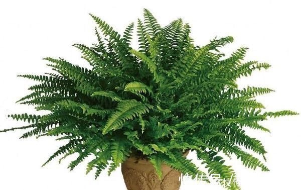 家里不够向阳,想养花怕养不好,那这几种花值得入手