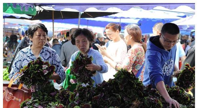 答案|同样是苋菜，红色和绿色哪个好？老菜农告诉你答案，以后别瞎买了