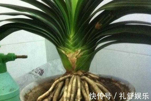 施肥|君子兰根系粗壮，花箭乱窜，多亏了这2步，现在实施时间正好！