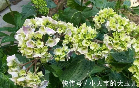 记录一下我养过的花,1000多盆都有啥