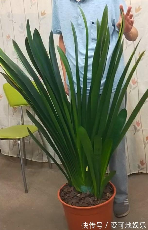 君子兰“富养”好,5个小技巧,花箭“窜高个”,开花多又大