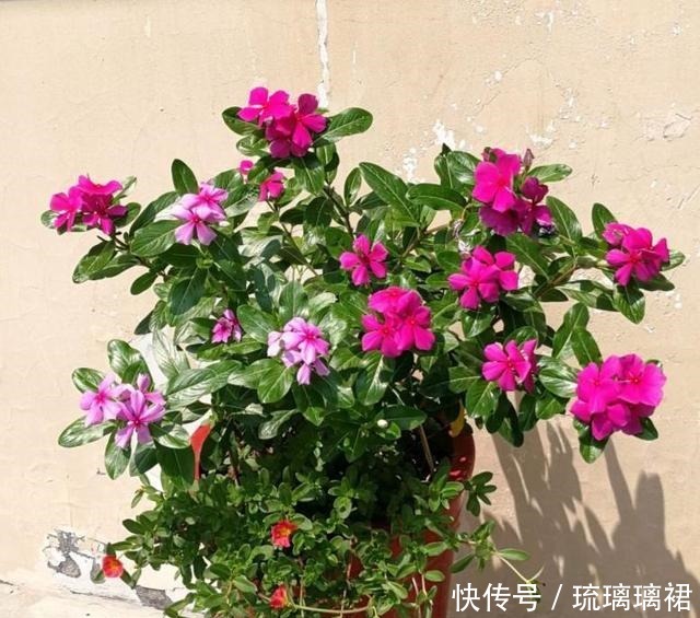 小菊|阳台小，建议养这4种“便宜花”，不占地方！