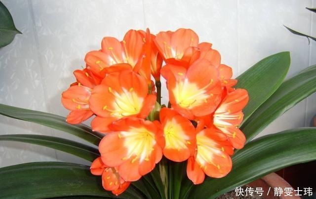 君子兰生长缓慢做好这几点，让其蹭蹭长不停