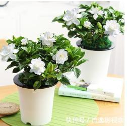 家中养花不要瞎眼!这6种花旺财又养人,而这2种花是大忌!