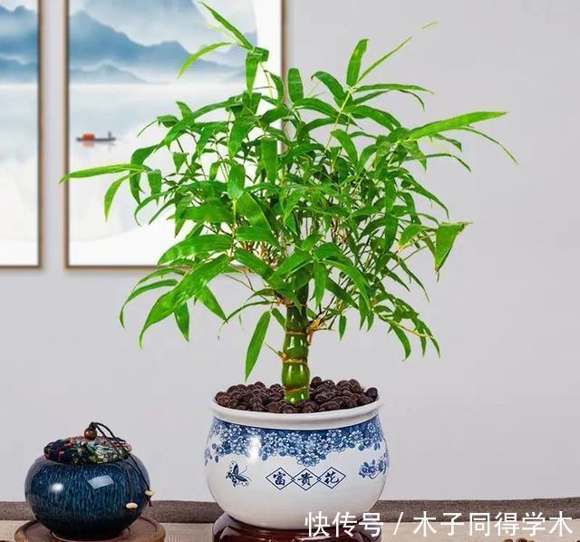 清新|一种“吉祥竹”,清新典雅寓意好,家里养几盆,旺财又守家