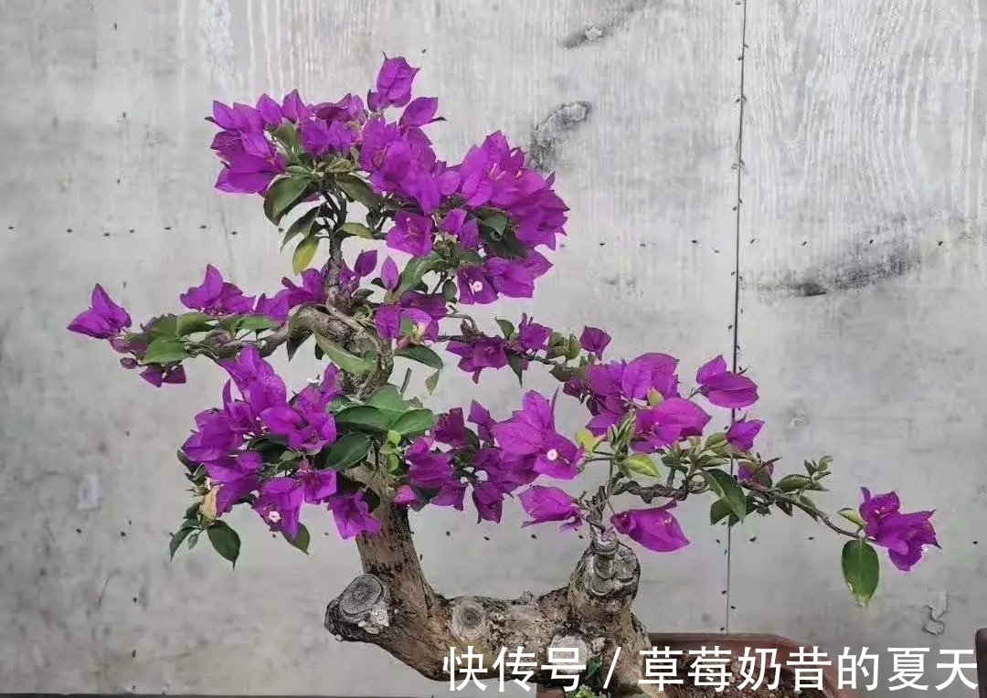 杂木类|缩剪技法,掌握1功能3部位,专治盆景造型散乱