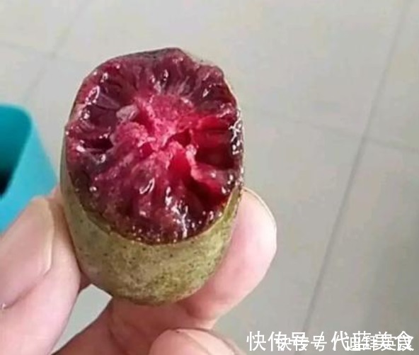 院子|等我有院子,一定栽满此果树,有多少地就种多少,洋气