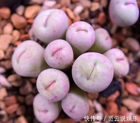 美美|漂亮的多肉怎么养掌握“小技巧”，个个肥嘟嘟，状态美美哒