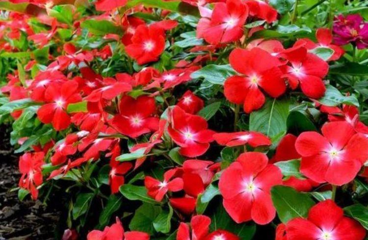 爆盆|4种花深受花友的喜欢,开花爆盆很简单,花量大不操心