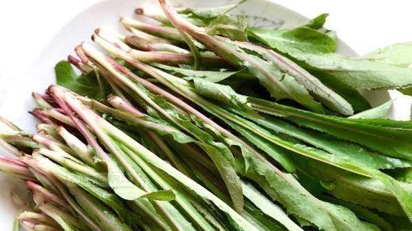 曲麻菜|在家乡见到此种野草,切记只摘叶子,不要挖根,因为太珍贵了