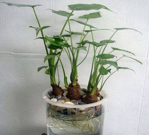 芋头|这种东西吃剩了不要扔，丢水里就能疯长，比滴水观音漂亮百倍