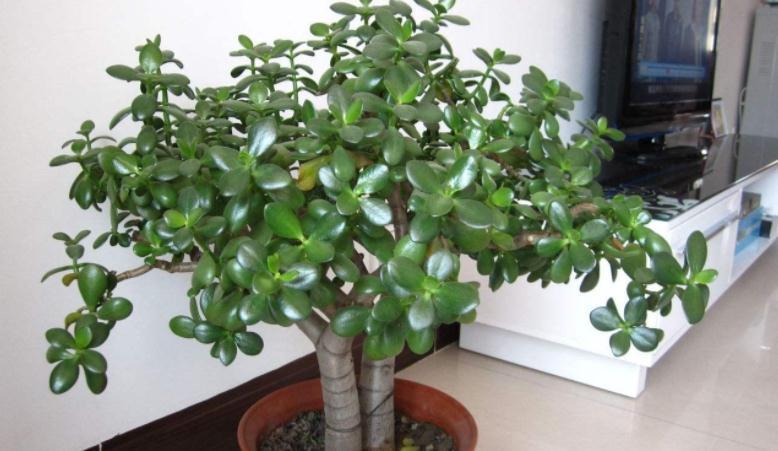 按这方法边修剪边养护玉树,盆栽不仅侧芽多,主干还长得更粗壮