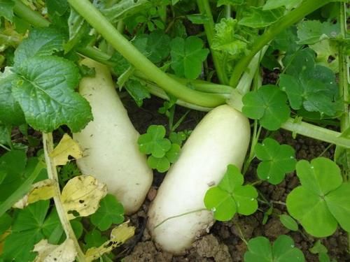 卵磷脂|“胆结石”都是吃出来的?赶紧改掉这8种坏习惯