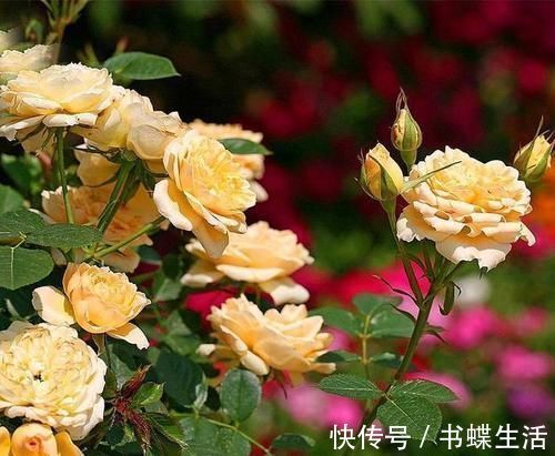 层叠群花|给月季喂点大补肥，15天冒出一圈笋芽，开出层叠群花！