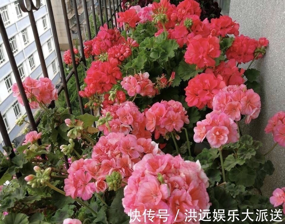花盆|4种花现在扦插,枝条扔土里“生根快”,当年开花,变成养花大户