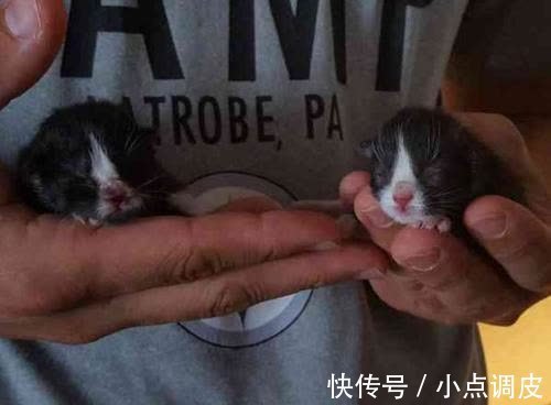 当主人捡回了两只猫咪 家里的狗狗瞬间 母爱泛滥 快资讯 当主人捡回了两只猫咪 家里的狗狗瞬间 母爱泛滥 快资讯