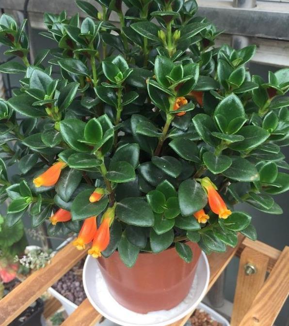 春节“吉利花”,开花金灿灿,小鱼几十条,“年年有鱼”年年好