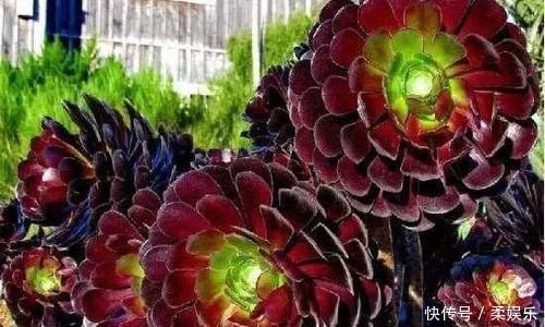 黑法师变老桩要绕开几个坑，晒的“崩溃”也能保条命