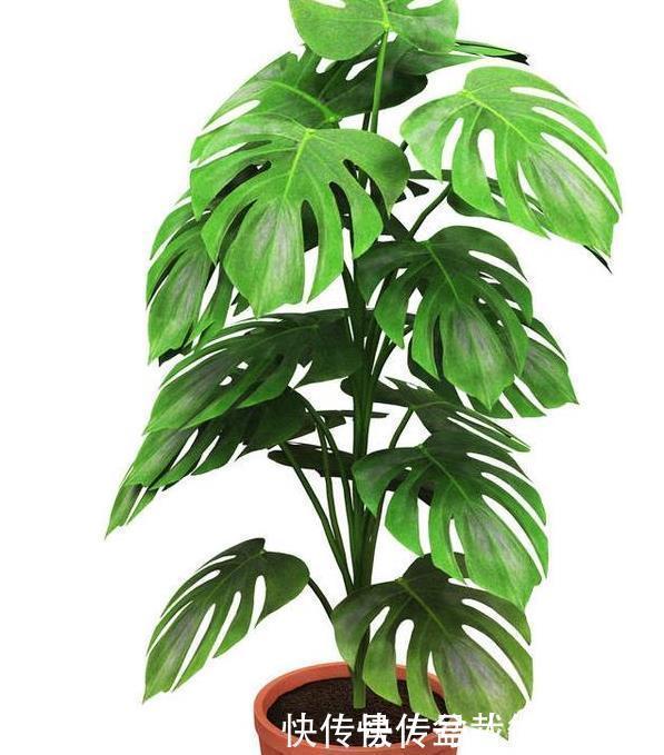 绿萝|太多人不知道,在家里放上这几款植物,既能驱蚊还能吸甲醛