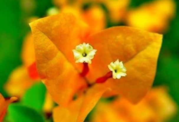 菊花朵|花卉名品柠檬黄三角梅,花开优雅迷人好养活,可以说是养花首选