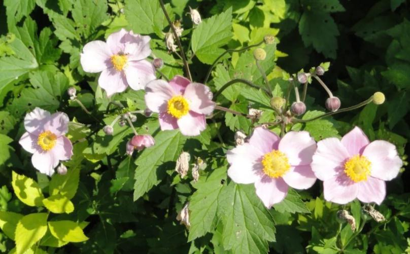 这4种植物不怕“挨冻”,适合冬季露养,状态佳、开花漂亮