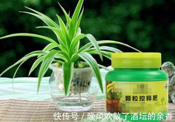 养花施肥不懂!摸清这3知识点,保证盆栽用对肥得到最佳效果