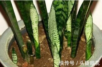 张大爷养花,一年四季用“2种水”浇花,土壤疏松肥沃、养啥都旺