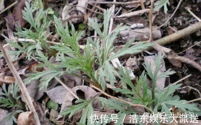 柳蒿|一种野草,酷似艾草,价值极为珍贵,您若遇见,请珍惜