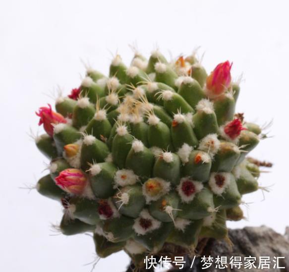 多肉植物|3种高颜值多肉,有人喜欢有人厌,掌握喜好容易出状态