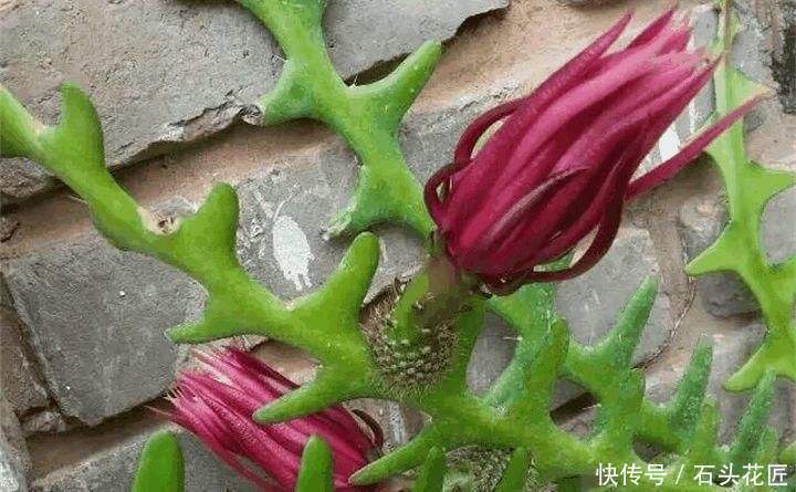 鱼骨|此5种植物，叶子“奇特”又漂亮，养在家里大气、又好看