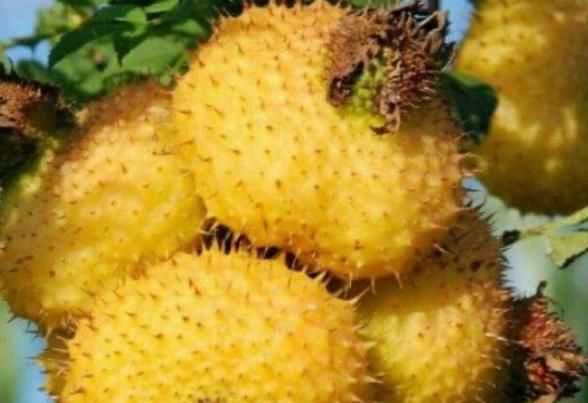 养颜|人到中年想长寿,不妨多吃以下4种食物,补钙又补锌、美容又养颜