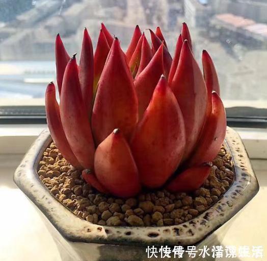 叶芯|夏季养多肉,“保命”是关键,做好4要点,轻松度过“生死劫”