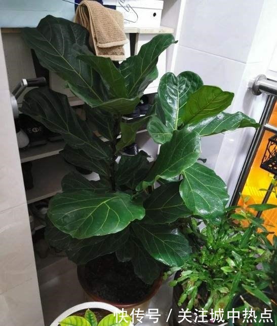 这花真是太难养了,买一盆死一盆,新手还是要谨慎!