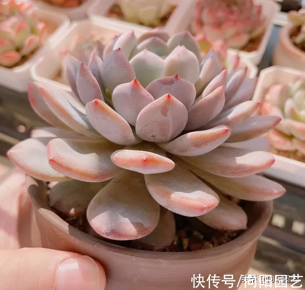 ?开春养多肉,你准备好了吗?学会“懒养法”,肉肉养不死