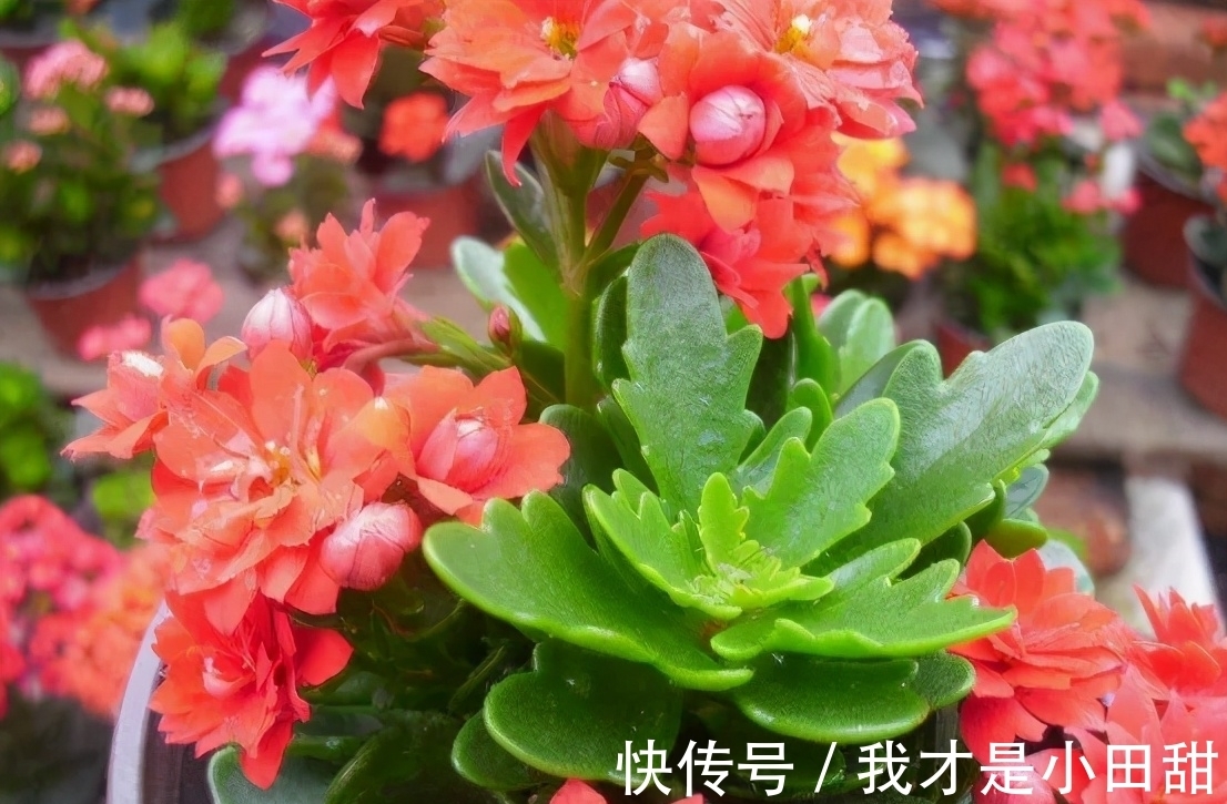 养花人必须记住的“施肥口诀”,只要合理掌握,养花变得轻轻松松