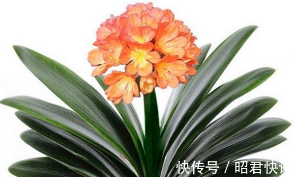 天气转冷,三种花正准备孕育花苞,做好这几点,花朵又多又大