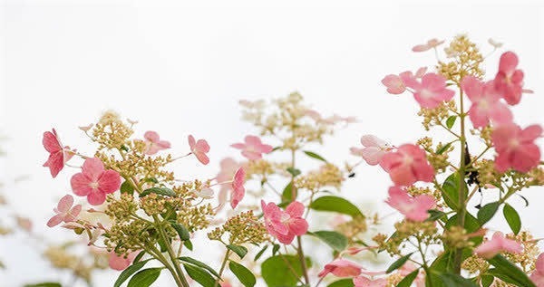 可爱迷人的3种花，美不输玫瑰，四季开花，种植容易，很值得入手