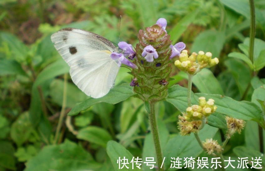 受伤|有苦往肚子咽的三个生肖女，容易受伤却从不说，总会有人心疼你的