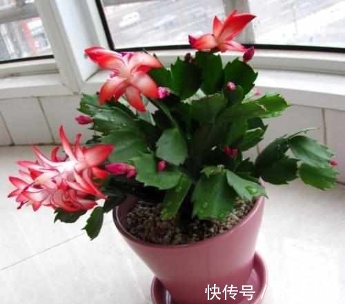 细数那些超耐阴的花,光照少长满屋,懒人大爱