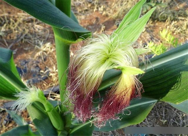 赶跑|天然食物“胰岛素”,坚持泡水喝,血糖悄悄降下,赶跑糖尿病