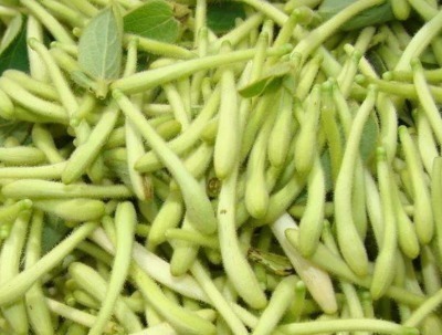 好吃|天然“阿莫西林”被发现,抗炎止咳不在话下,最重要还好吃